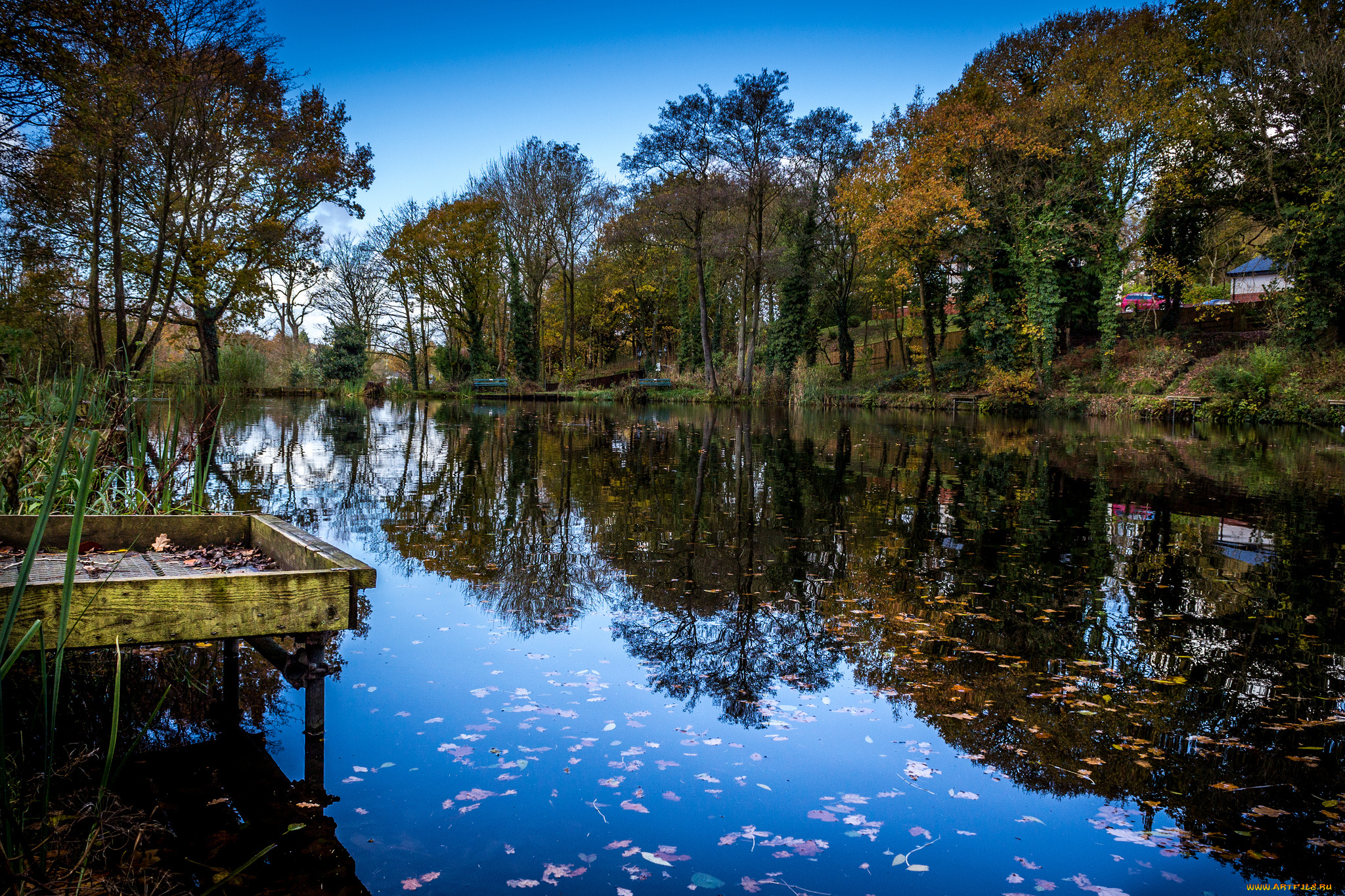 природа, реки, озера, лес, река, мостик, листва