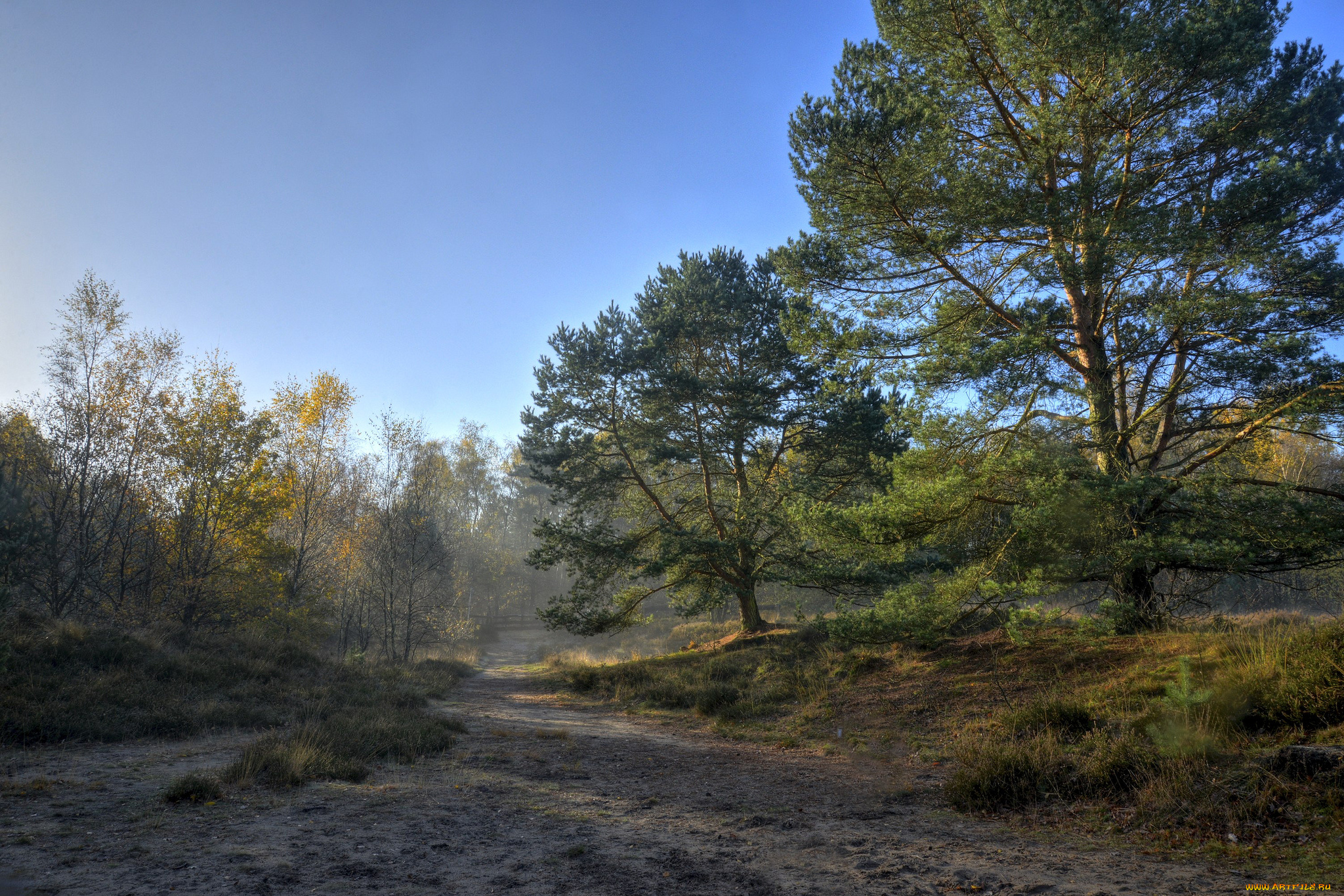 природа, дороги, поле, лес, трава, дымка