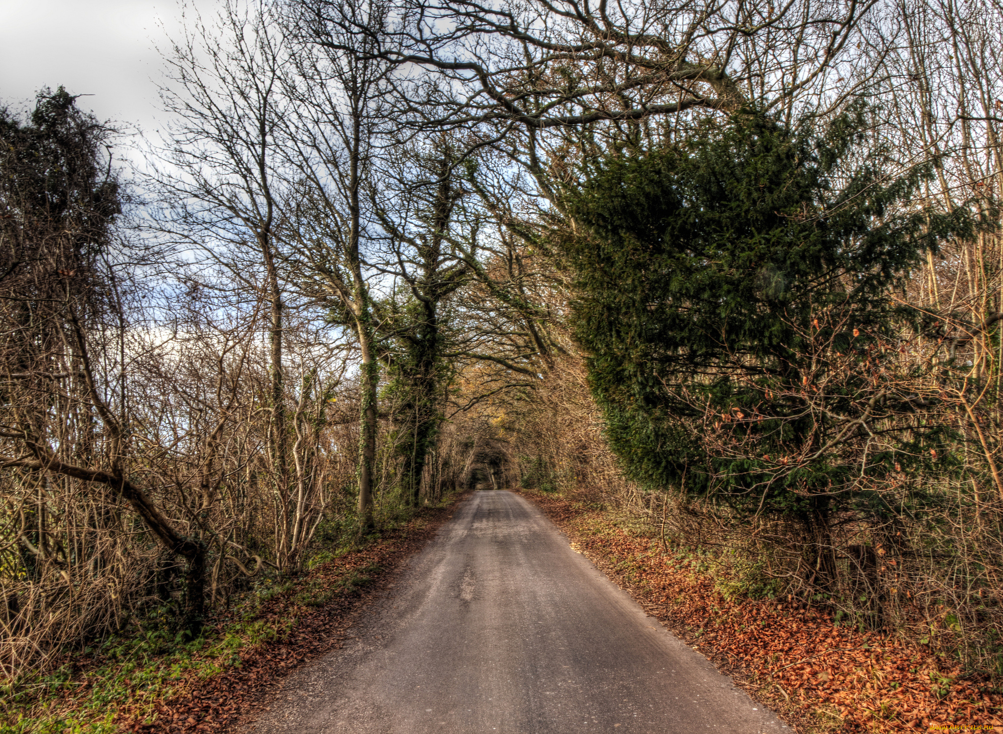 природа, дороги, лес, осень, дорога