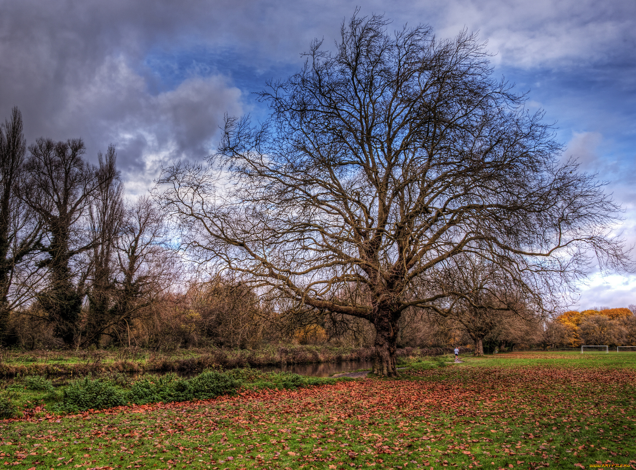 природа, деревья, поле, трава, дерево, листва