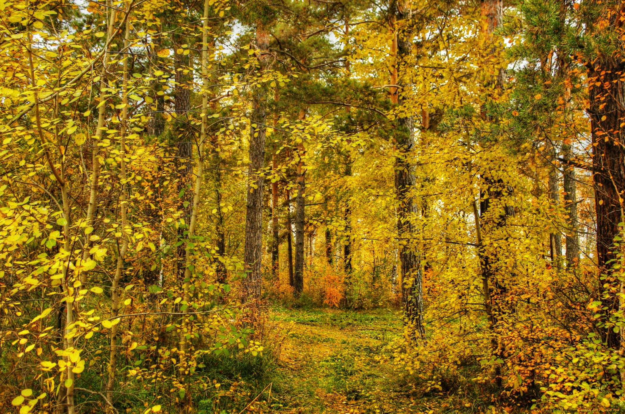 природа, лес, осень