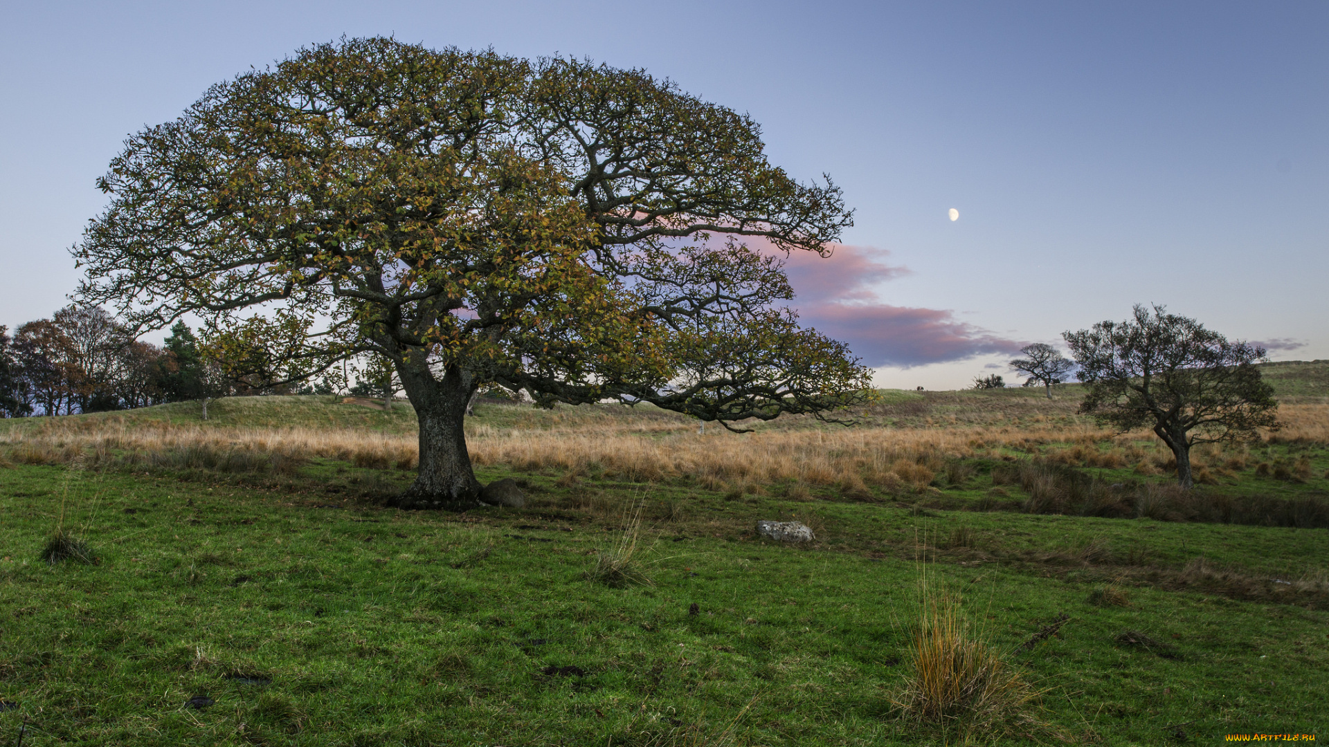 природа, деревья, дуб, поле