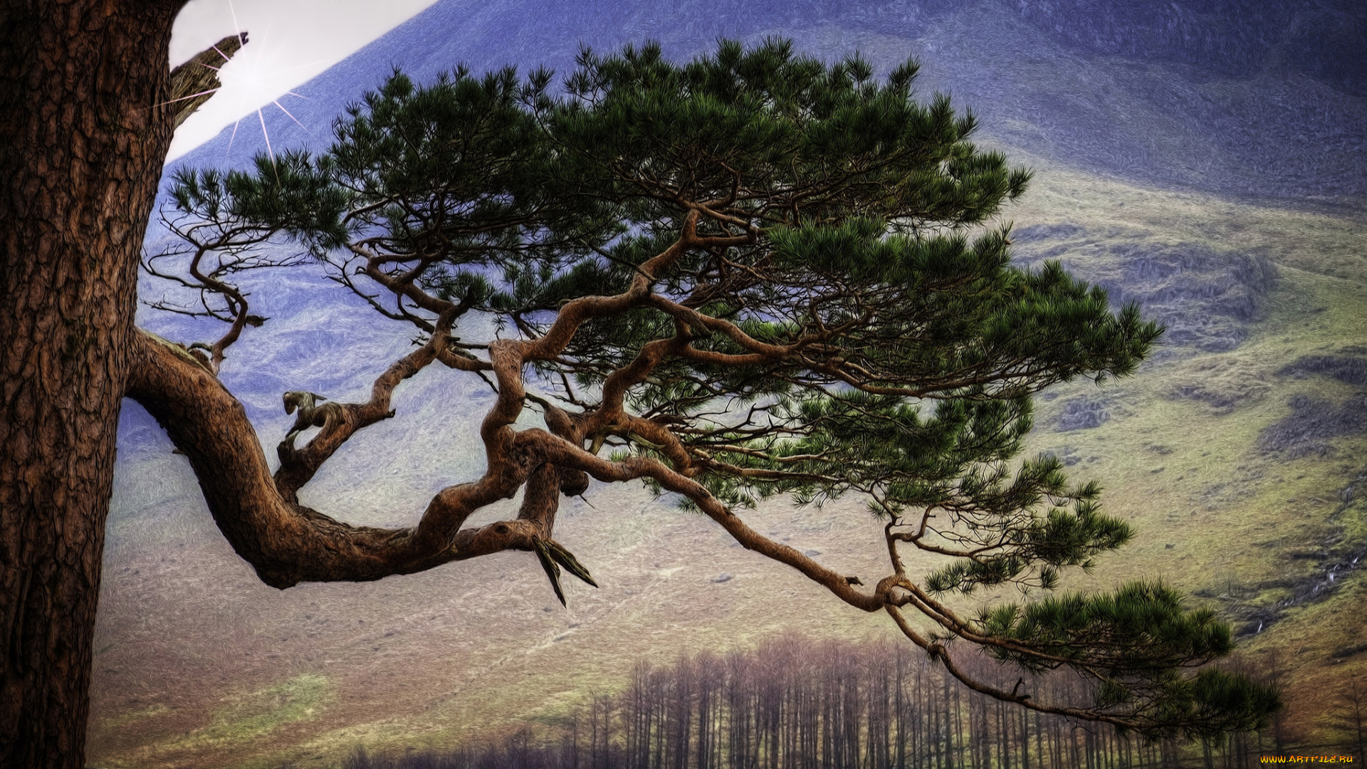 природа, деревья, хвоя, ветка