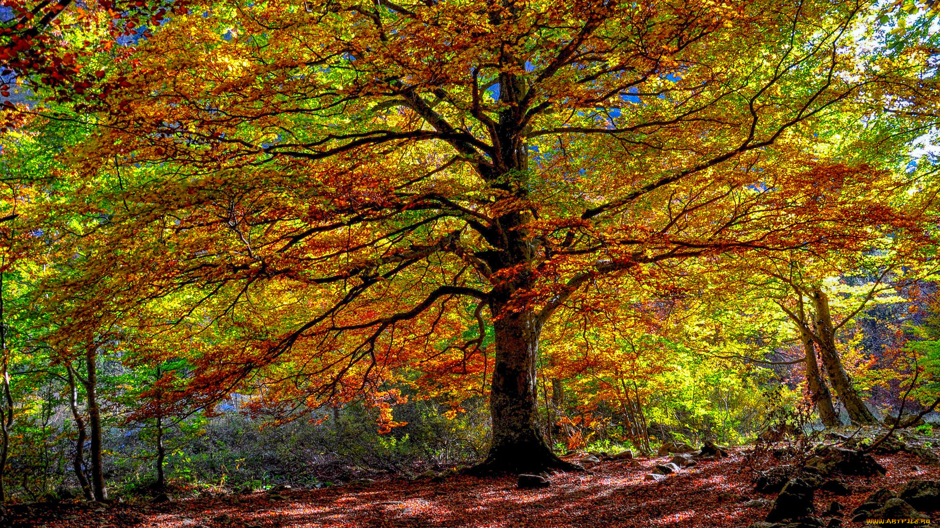 природа, лес, дерево, осень, листья