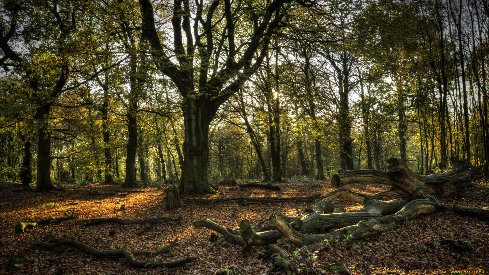 природа, лес, листва, деревья, осень
