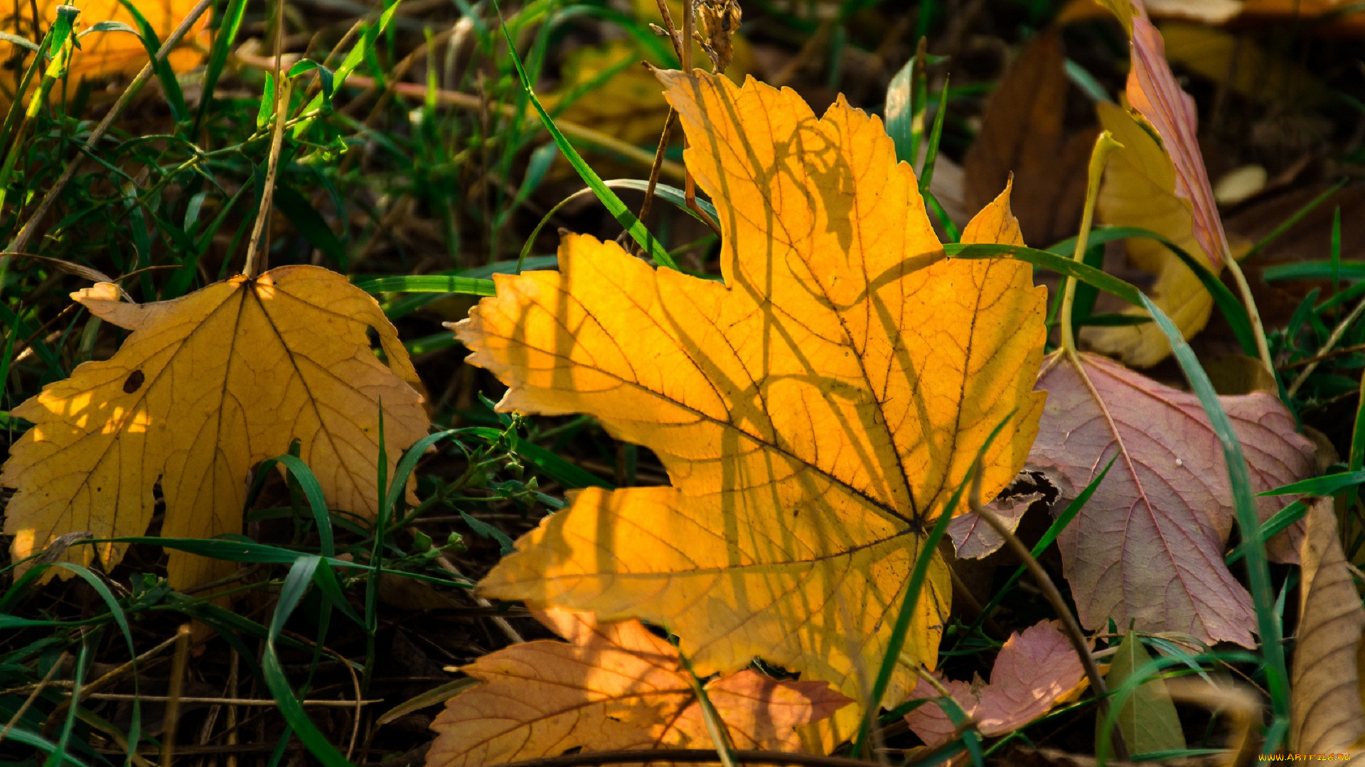 природа, листья, осень, трава