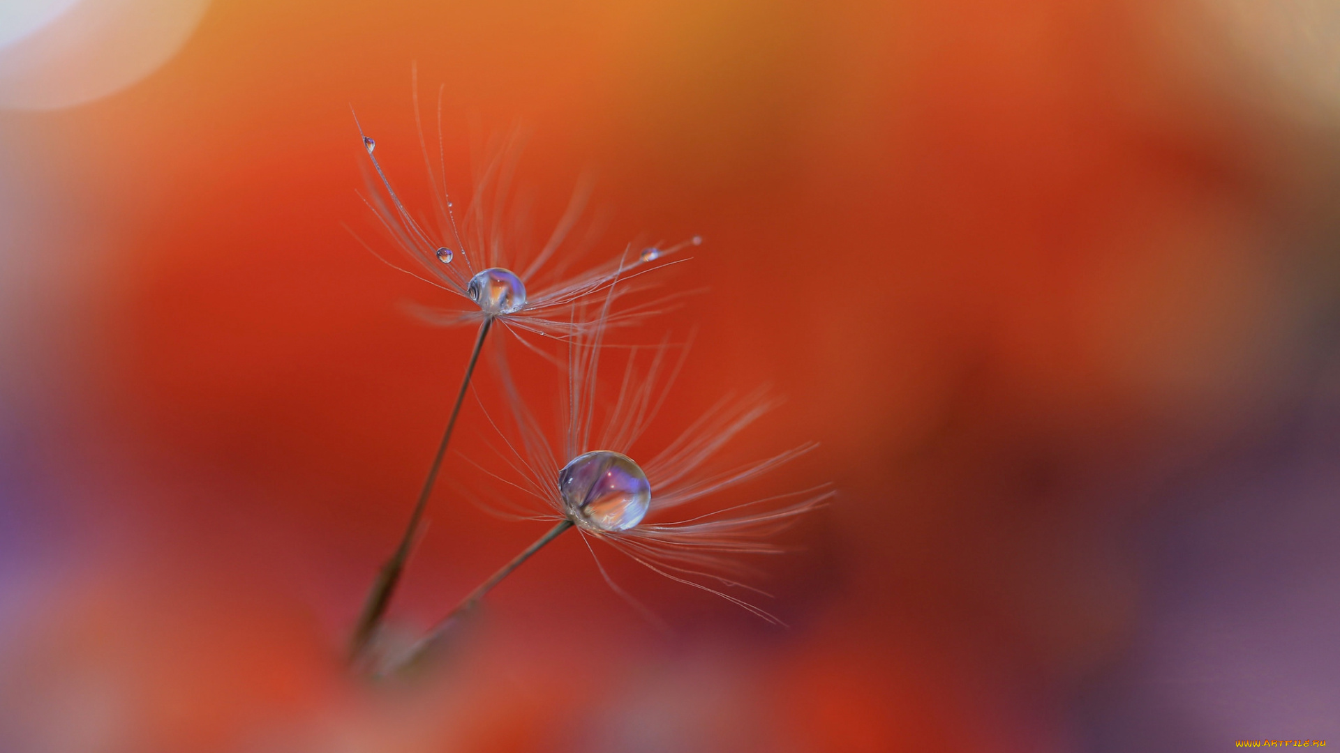 природа, макро, капли, былинка, роса