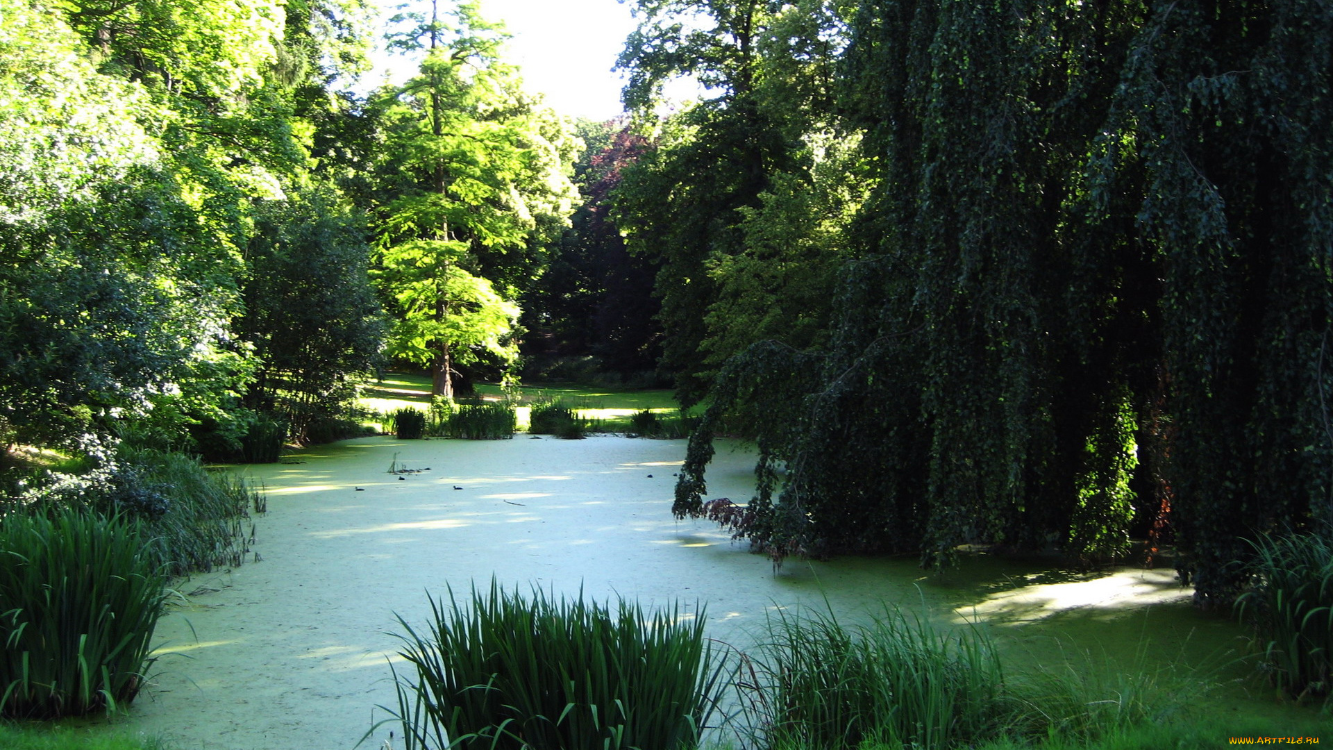 природа, парк, камыши, пруд