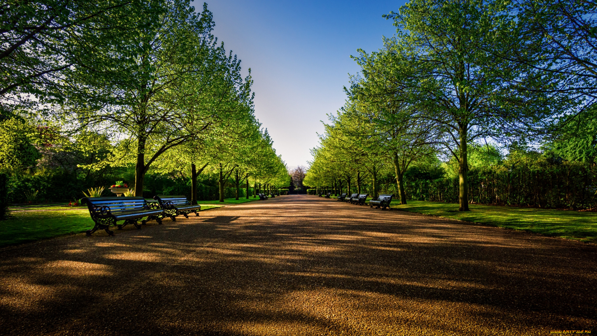 природа, парк, скамейки, деревья, аллея