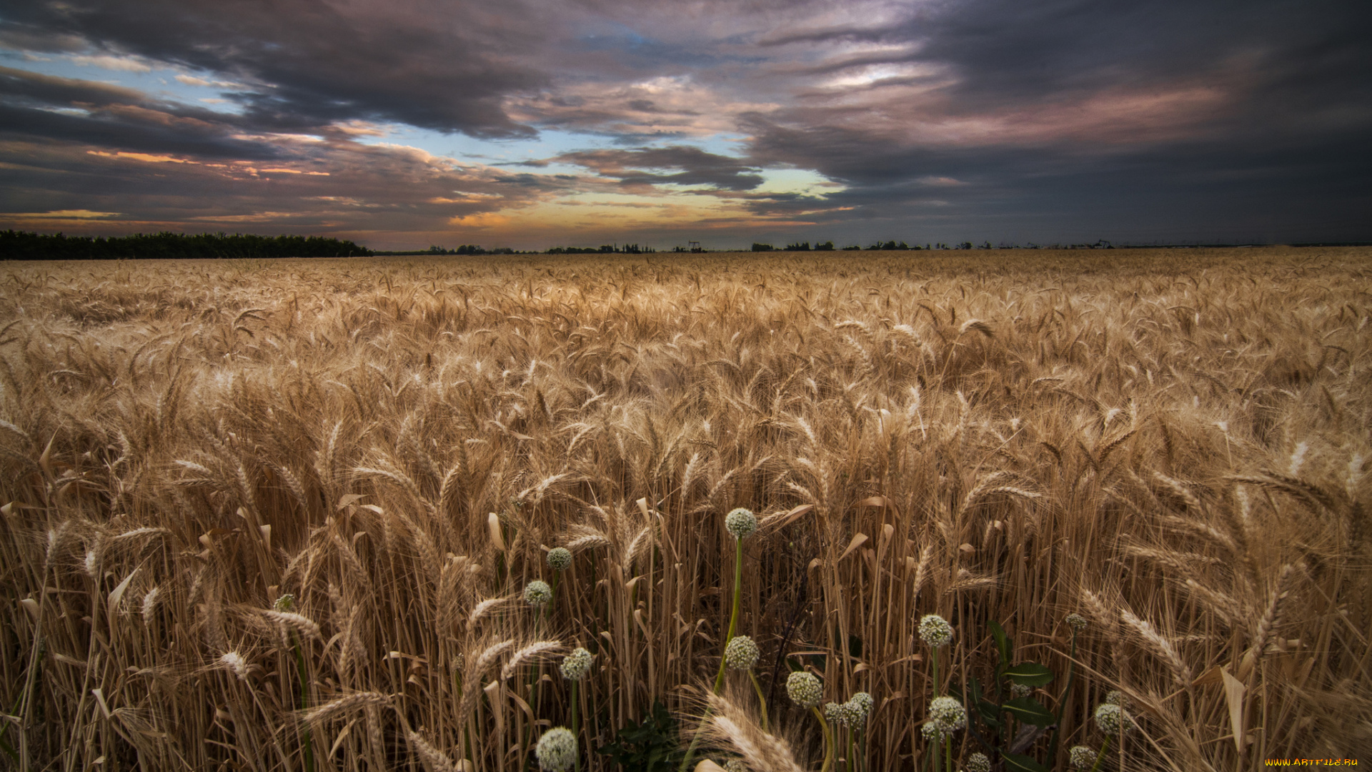 природа, поля, рожь, посевы