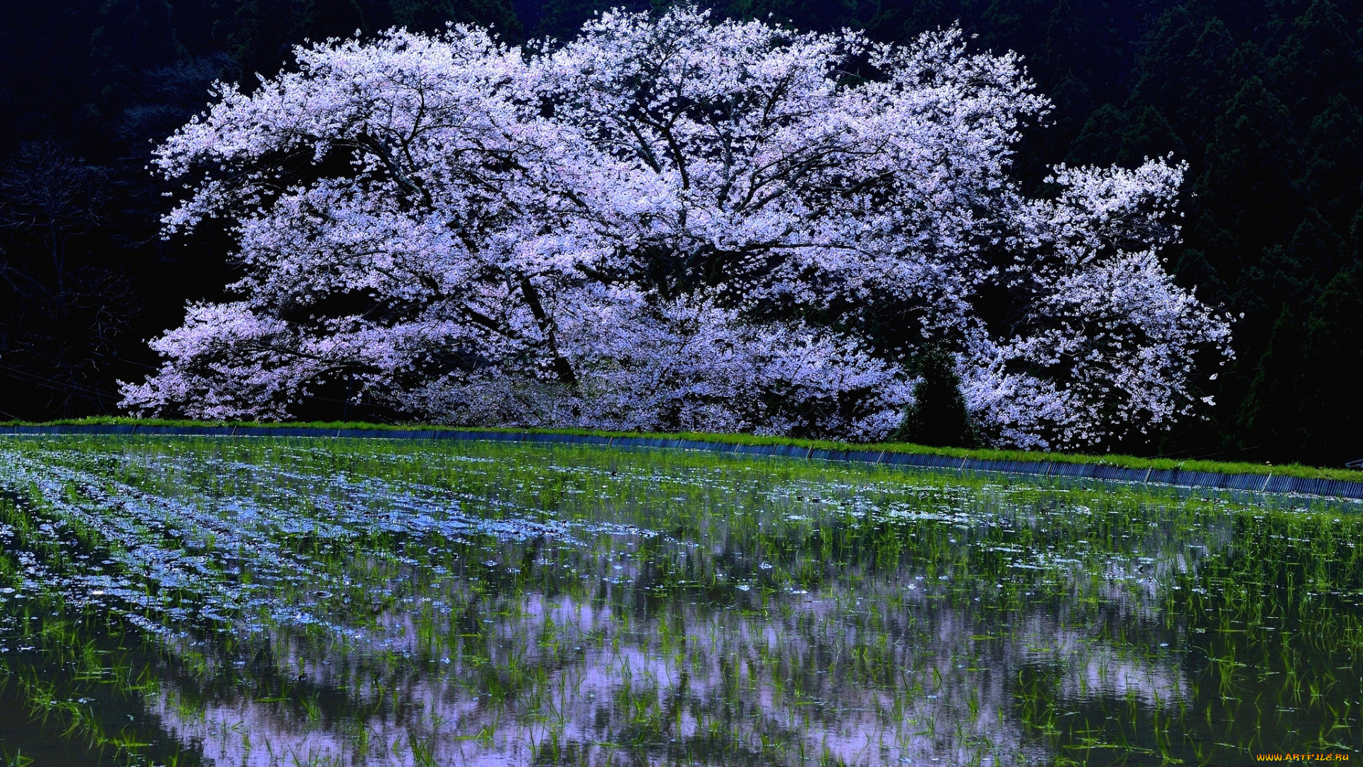 природа, поля, весна, цветение, вишня, sakura, cherry, blossoms, дерево