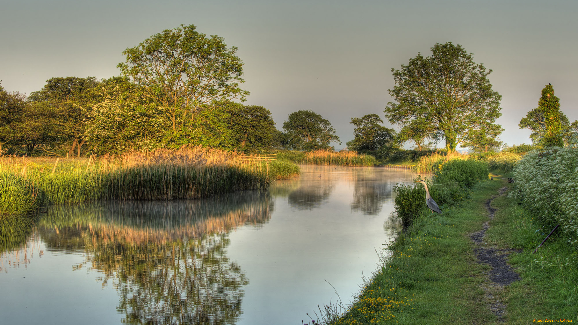 природа, реки, озера, камыш, река, лс