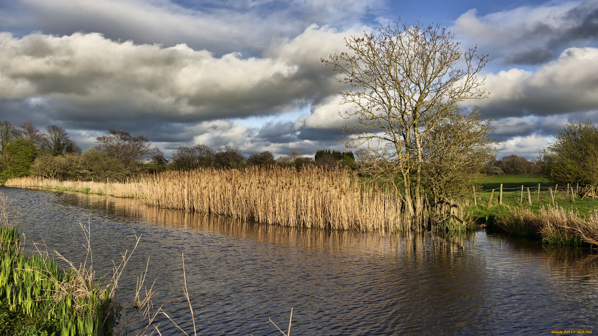 природа, реки, озера, камыш, река, облака, заросли