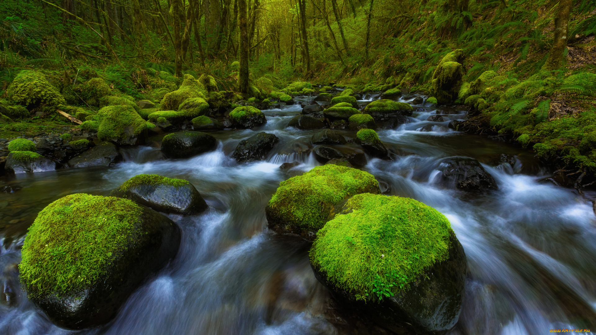 природа, реки, озера, вода, мох, камни, поток, река, колумбия