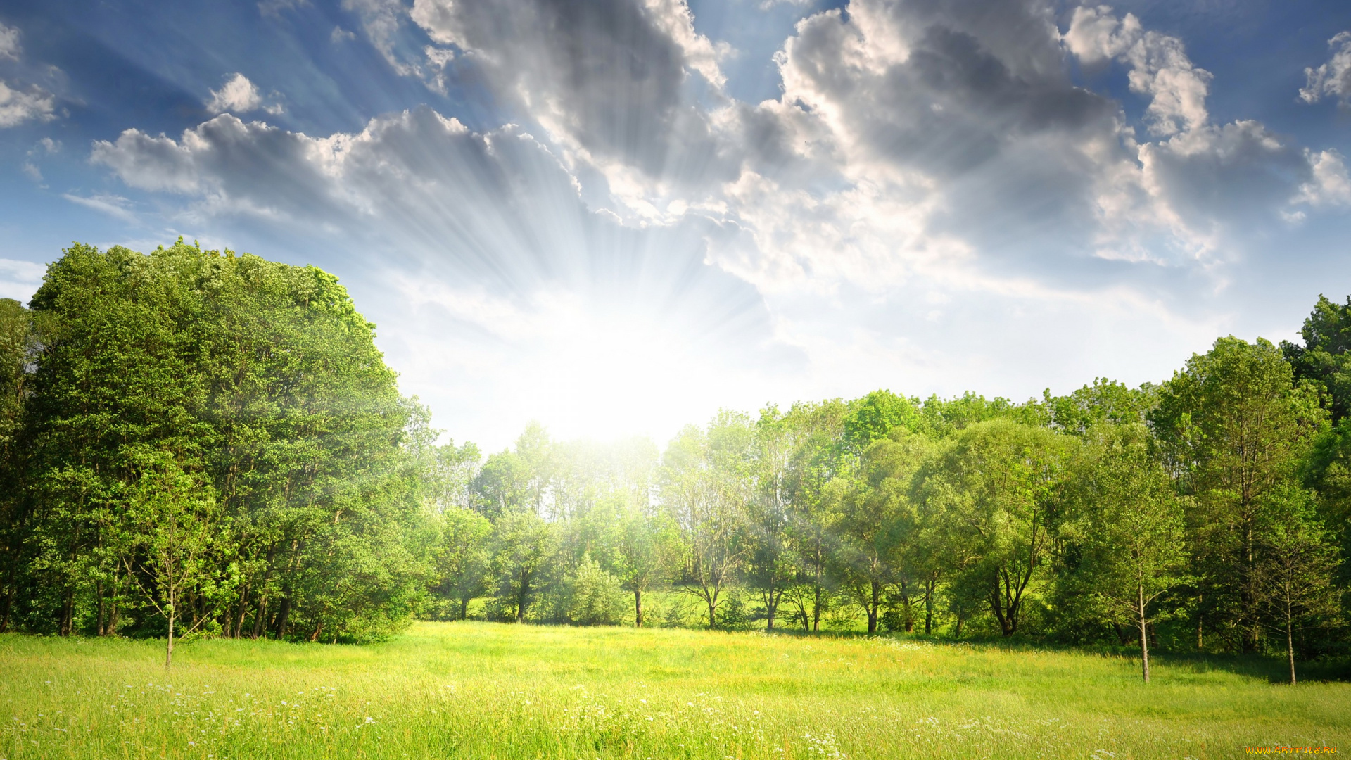 природа, восходы, закаты, деревья, весна, лес, лучи, поляна, солнце