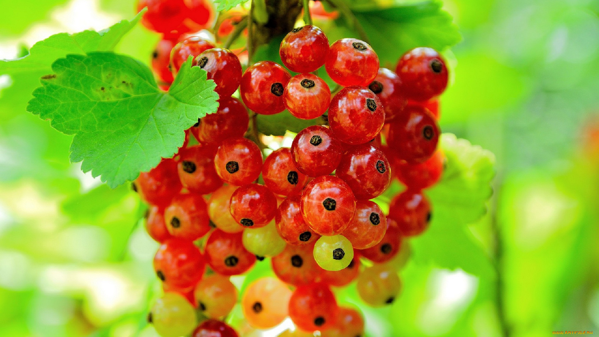 природа, Ягоды, смородина, лето, ягоды