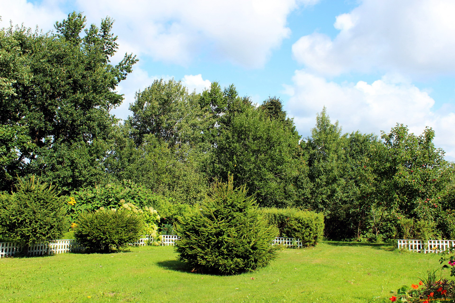 природа, парк, деревья, изгородь, живая