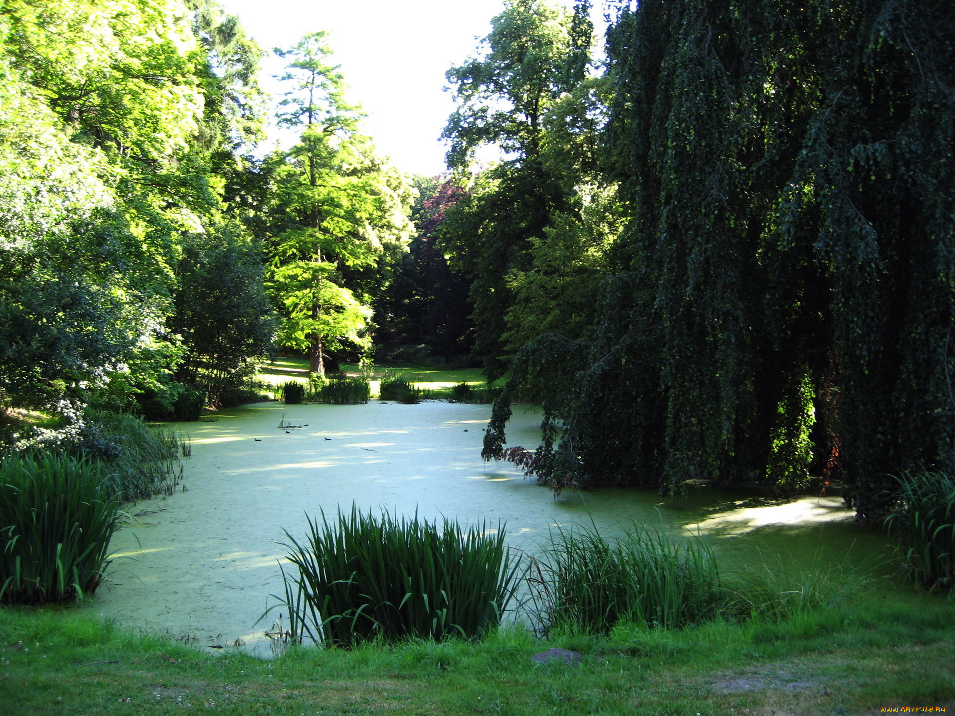 природа, парк, камыши, пруд