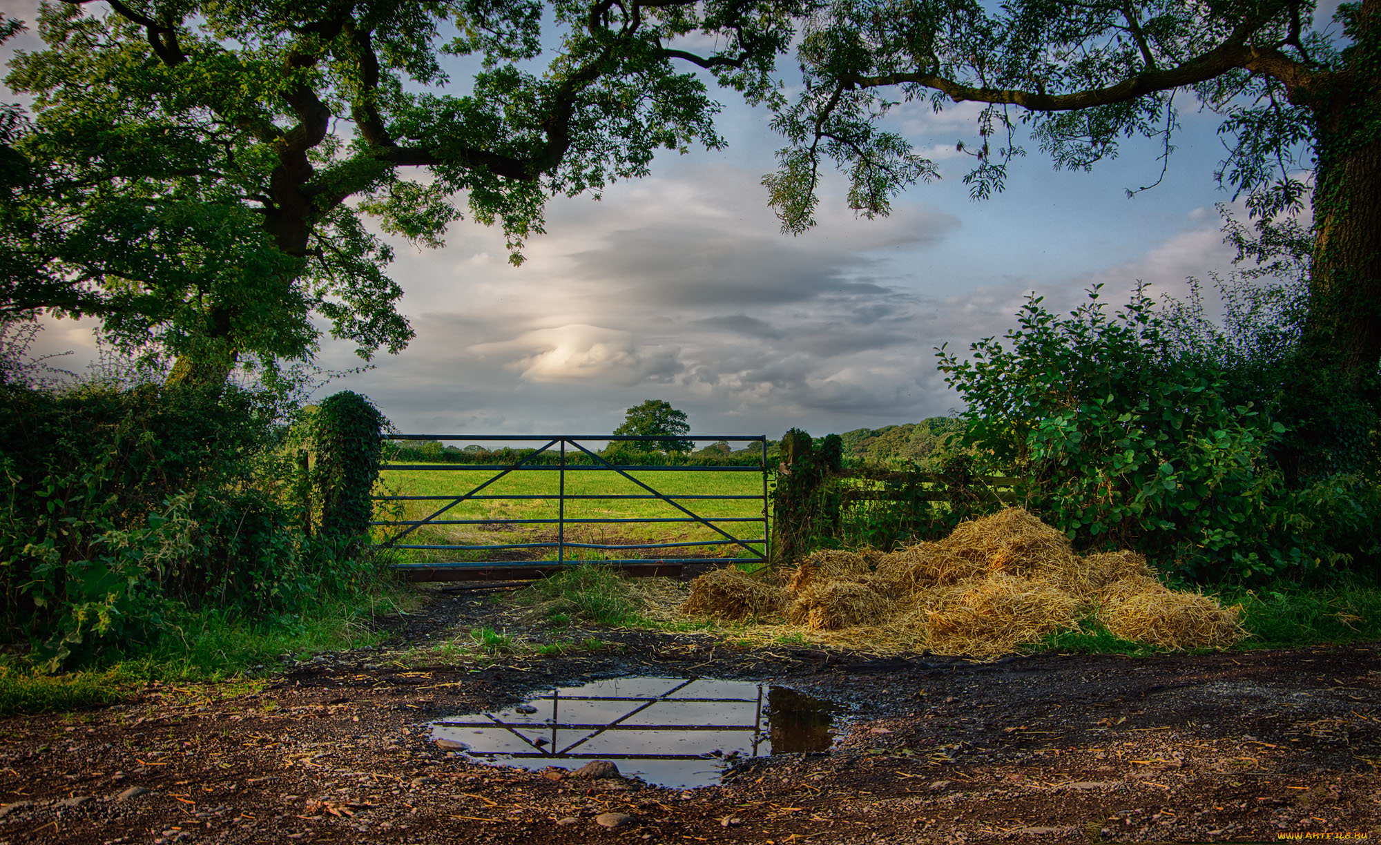 природа, пейзажи, облака, калитка, лес, поле
