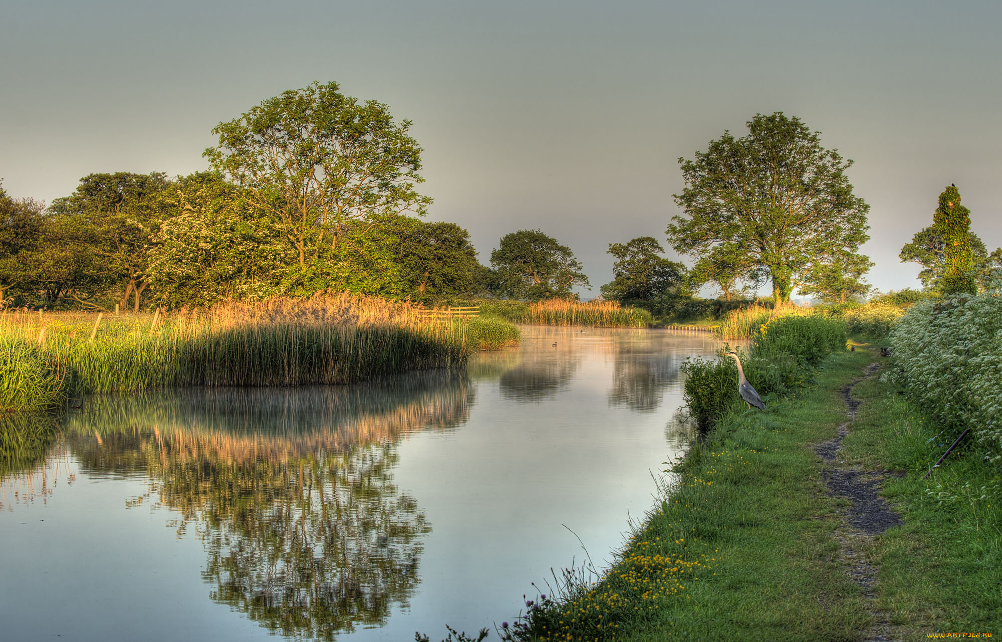 природа, реки, озера, камыш, река, лс