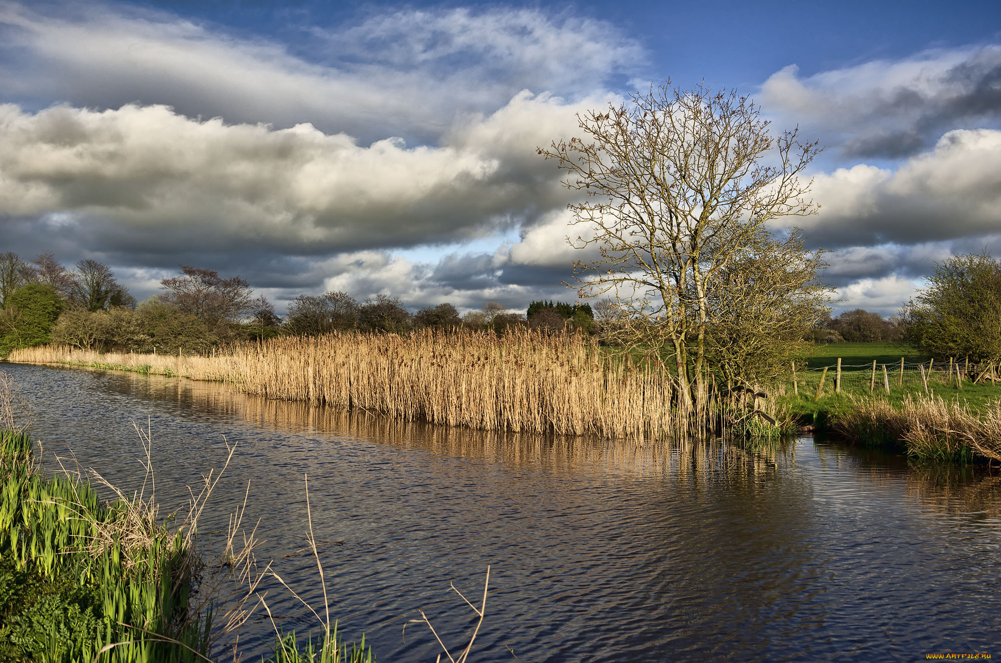 природа, реки, озера, камыш, река, облака, заросли