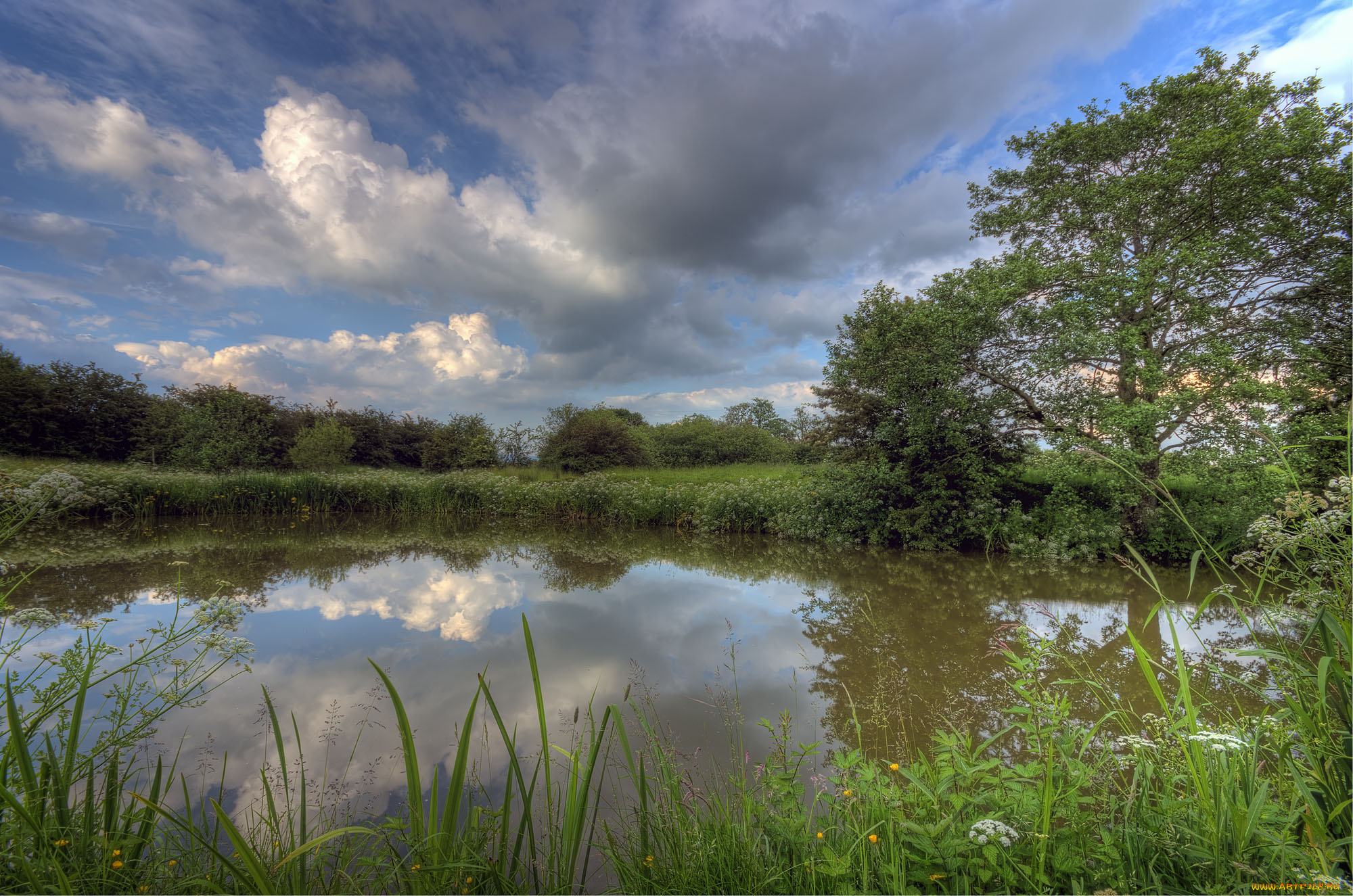 природа, реки, озера, река, лес