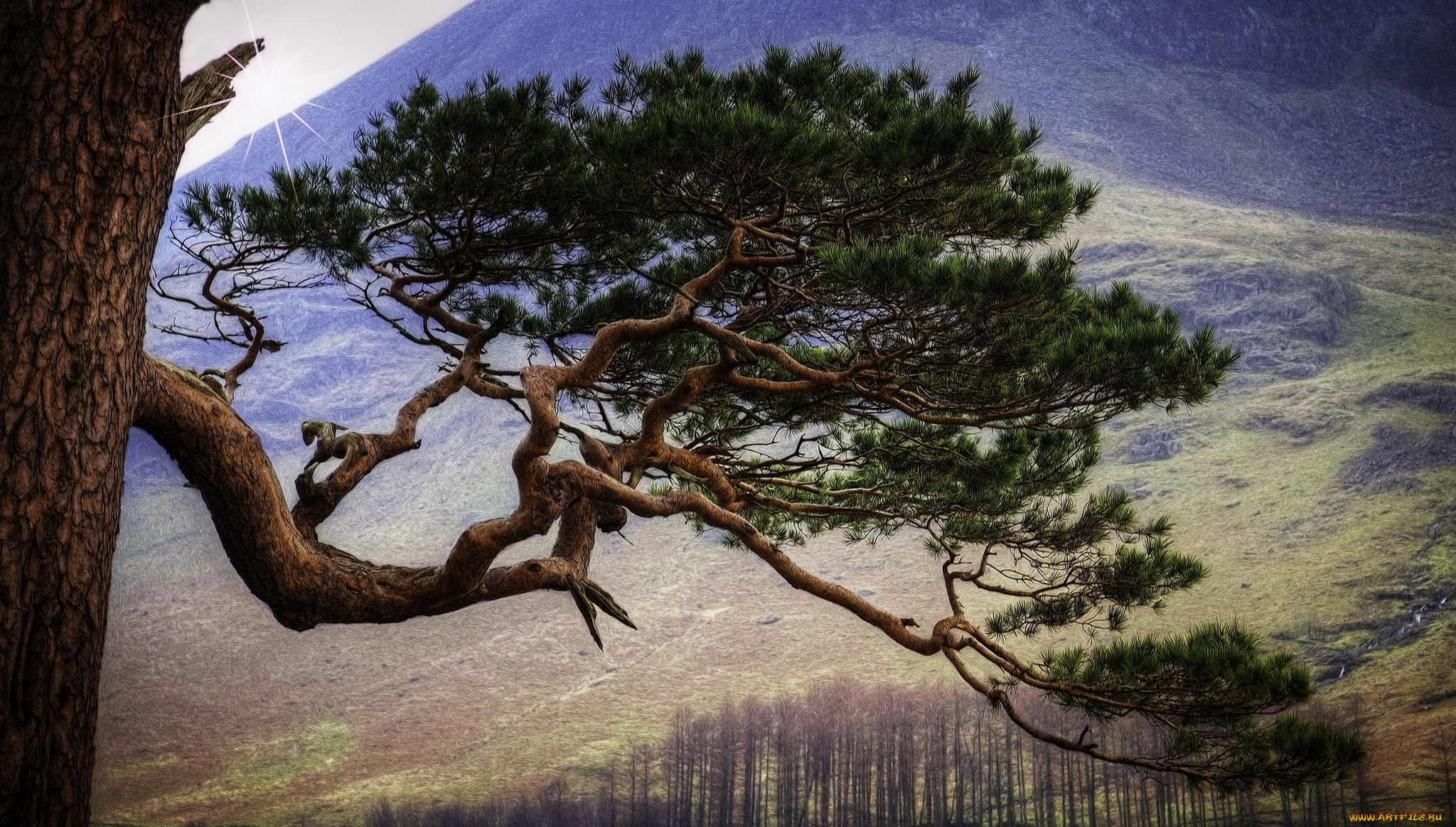 природа, деревья, хвоя, ветка