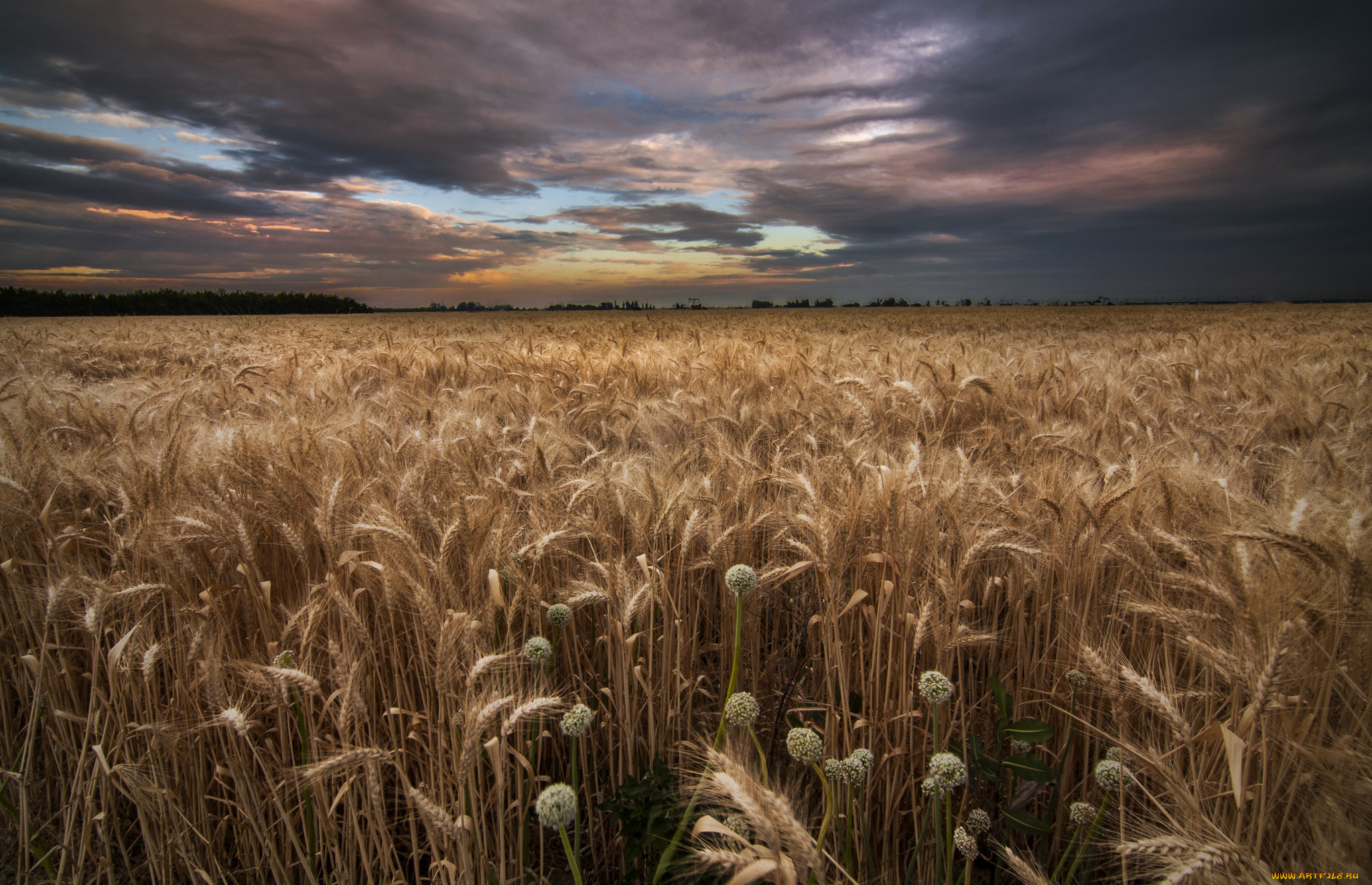 природа, поля, рожь, посевы