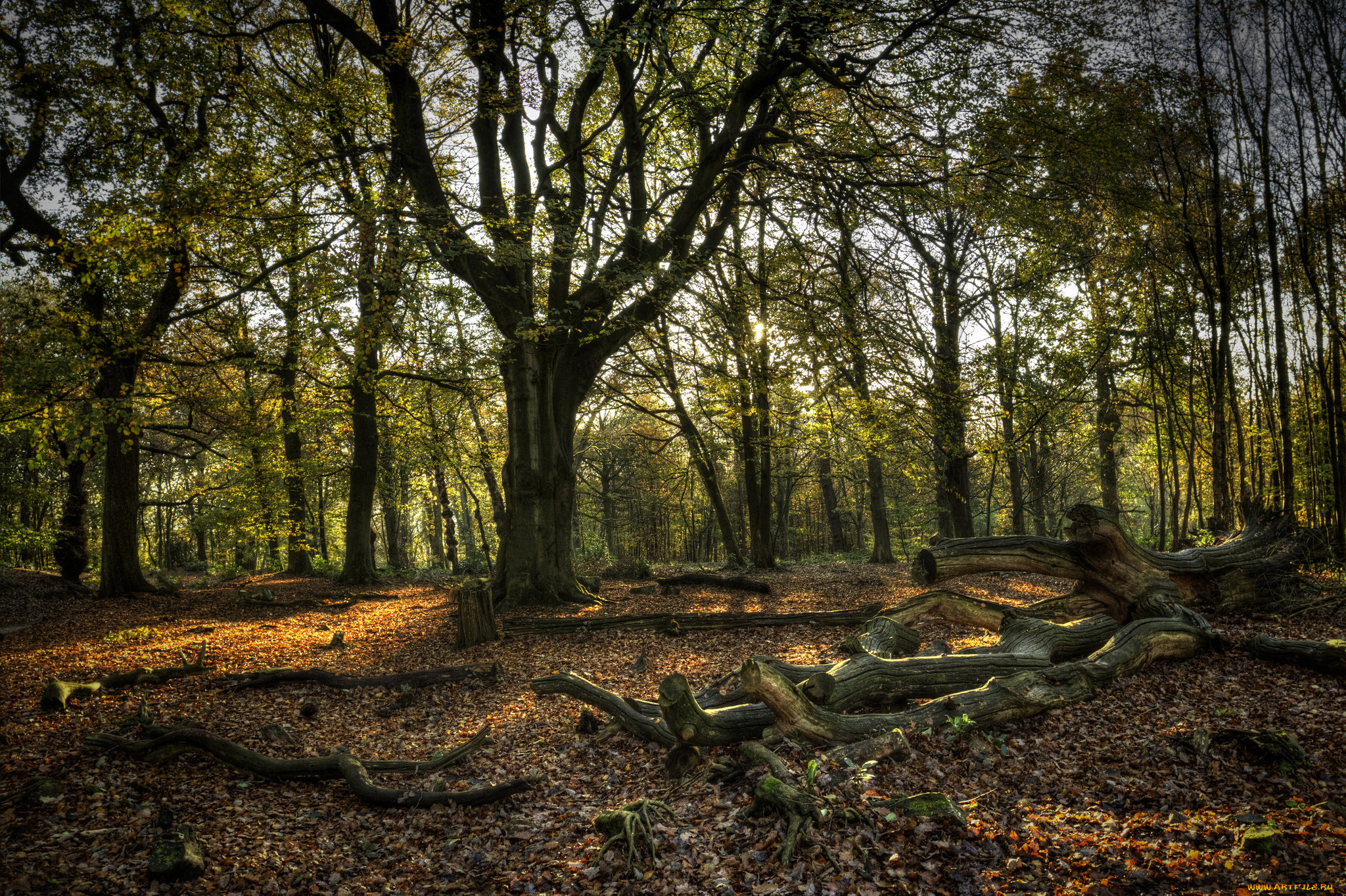 природа, лес, листва, деревья, осень