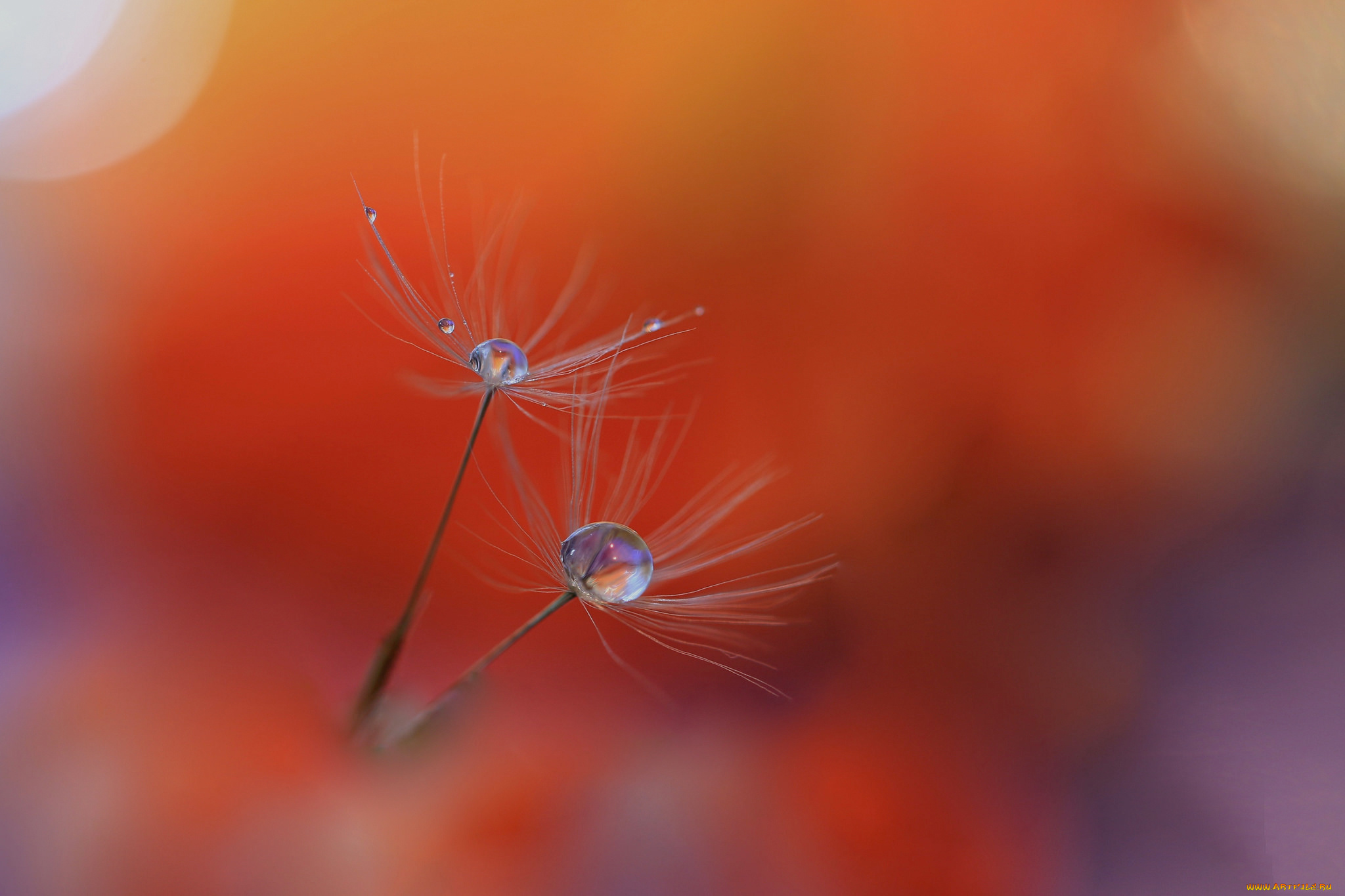 природа, макро, капли, былинка, роса