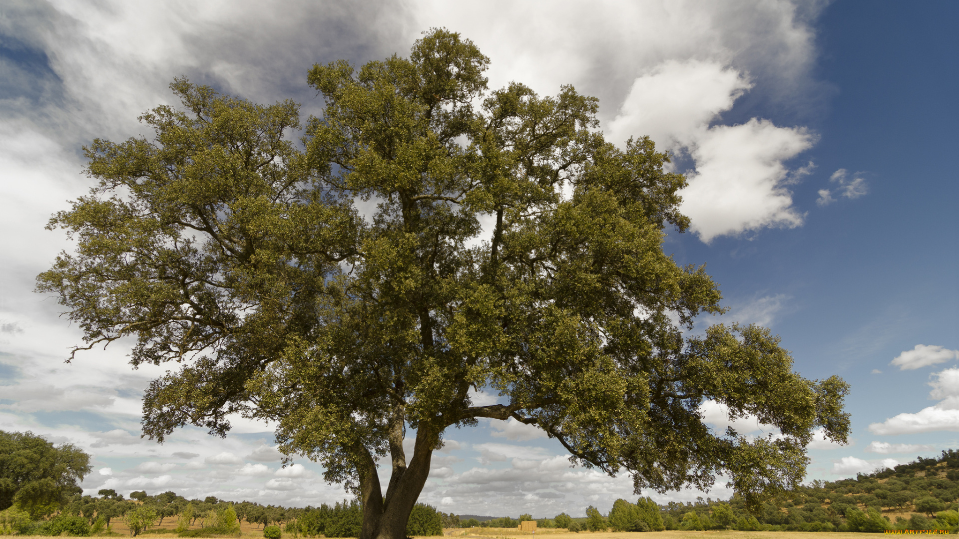 природа, деревья, крона, дерево