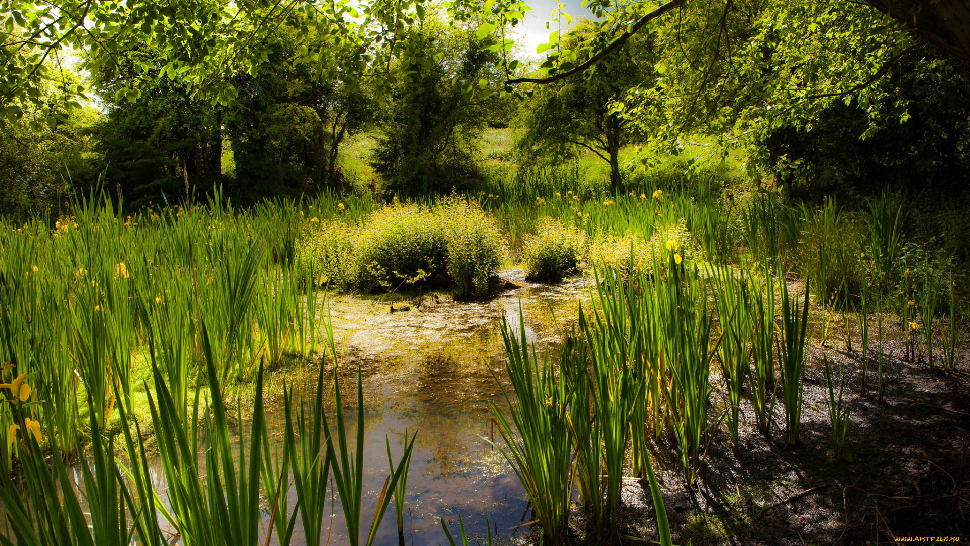 природа, реки, озера, лес, река