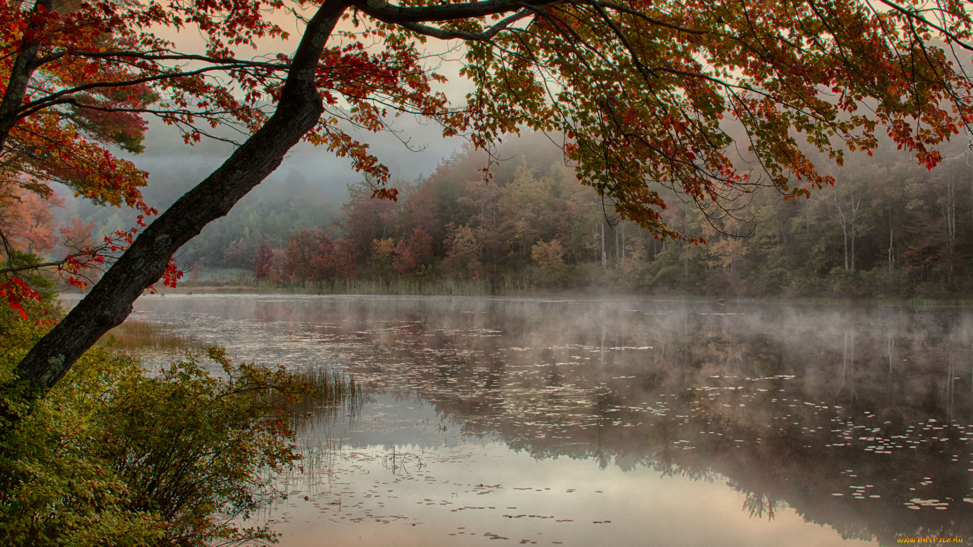 природа, реки, озера, река, лес