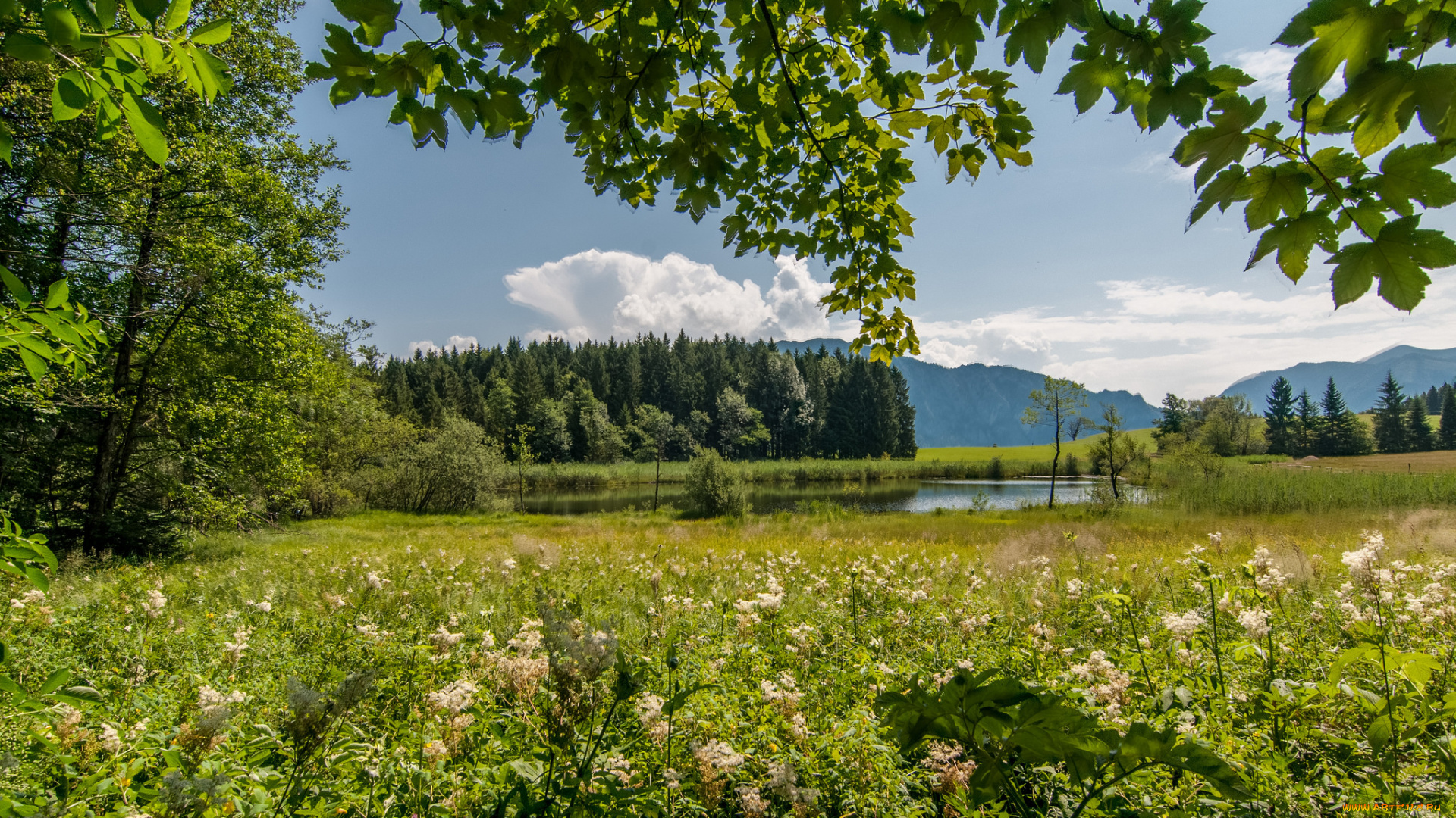 природа, реки, озера, река, лес