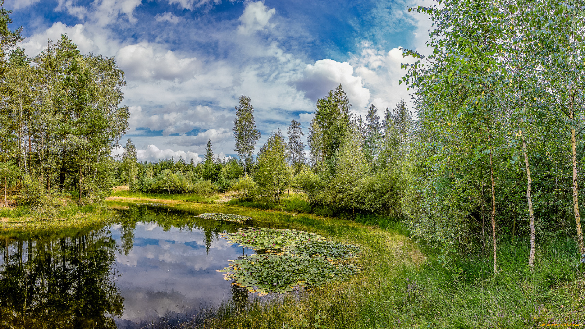 природа, реки, озера, река, лес