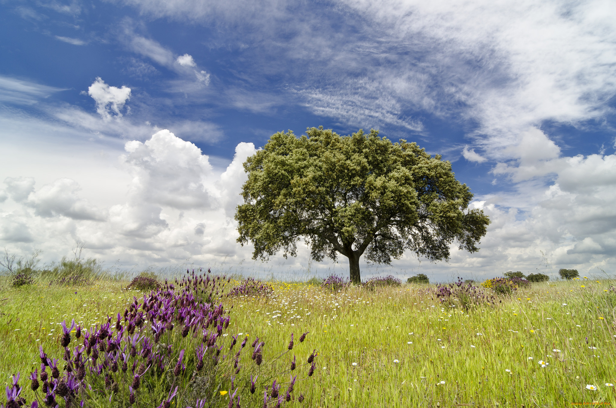 природа, деревья, крона, дерево