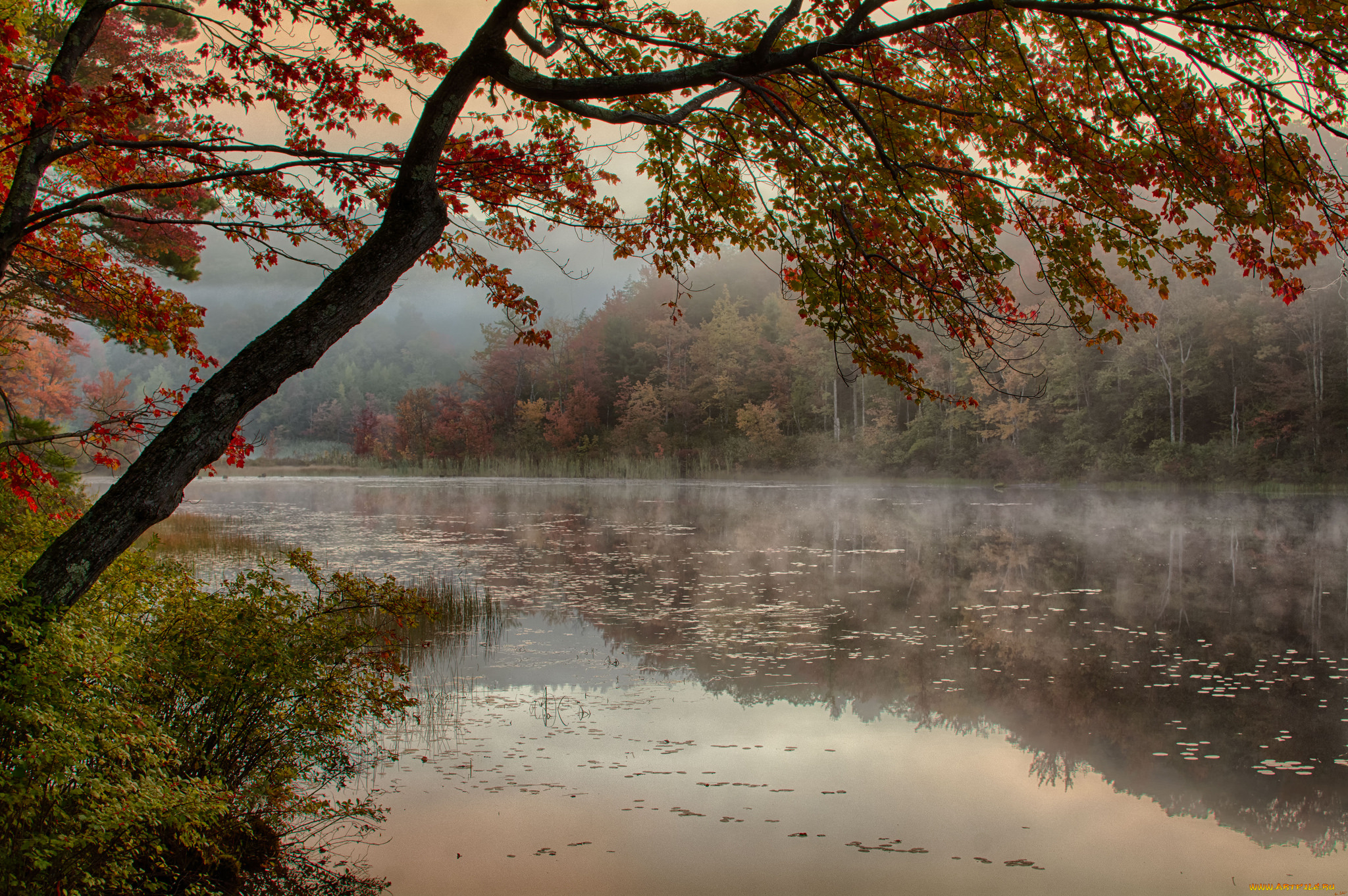 природа, реки, озера, река, лес