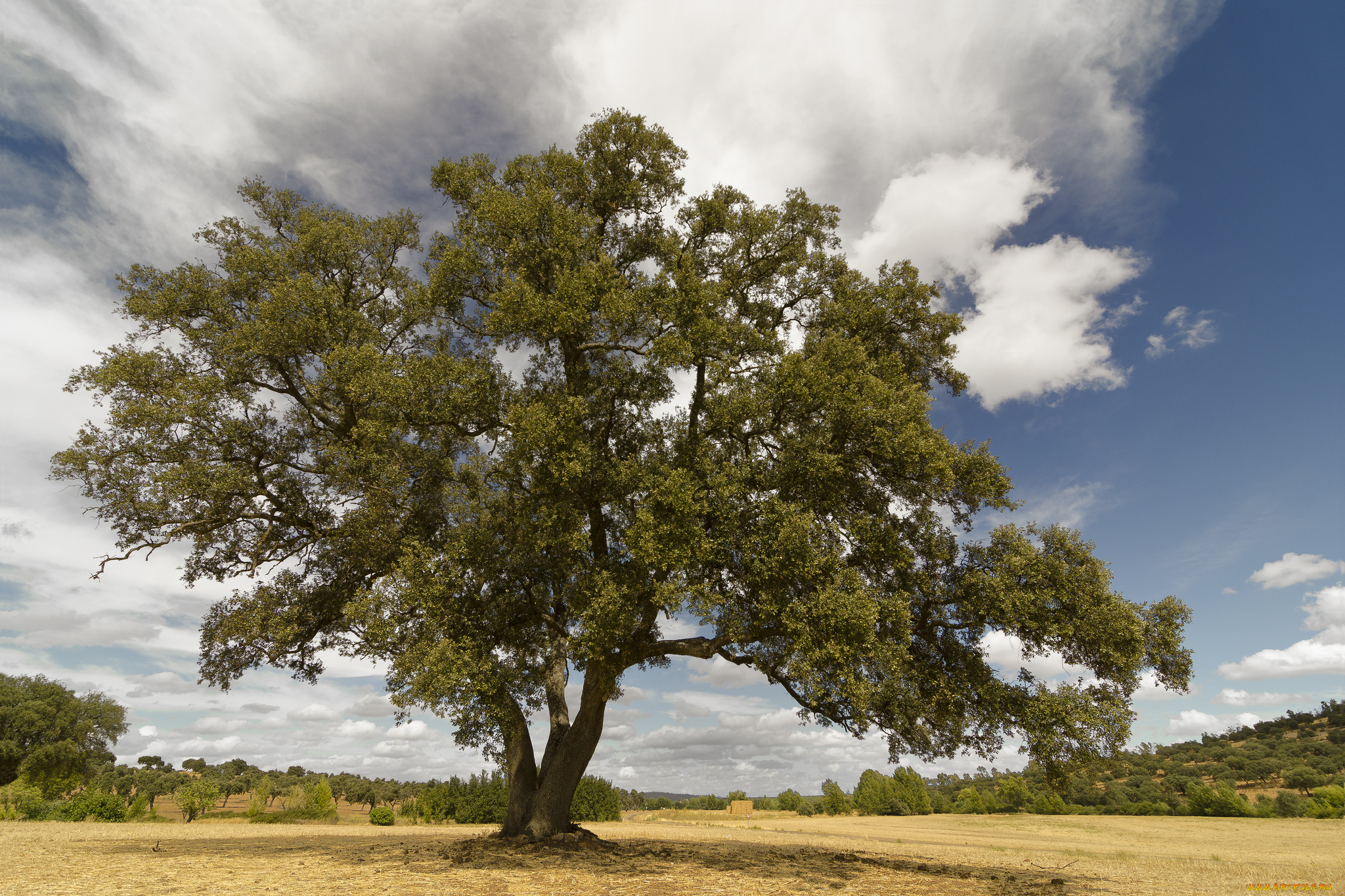 природа, деревья, крона, дерево