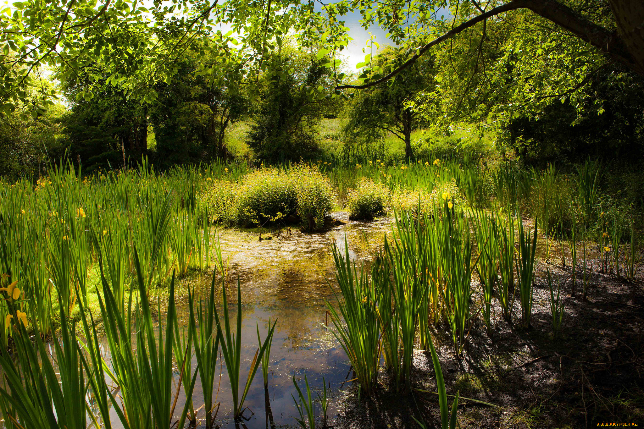 природа, реки, озера, лес, река