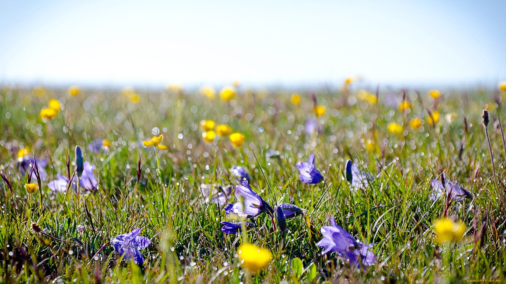 природа, луга, колокольчики, боке