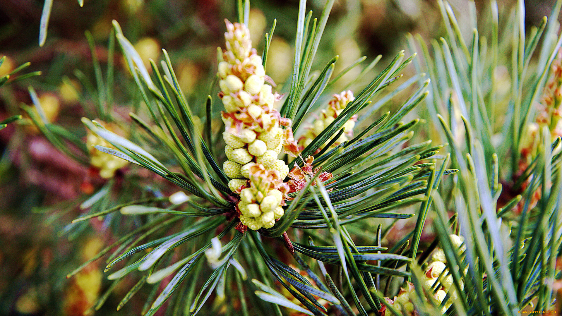 природа, шишки, , жёлуди, , каштаны, пиния