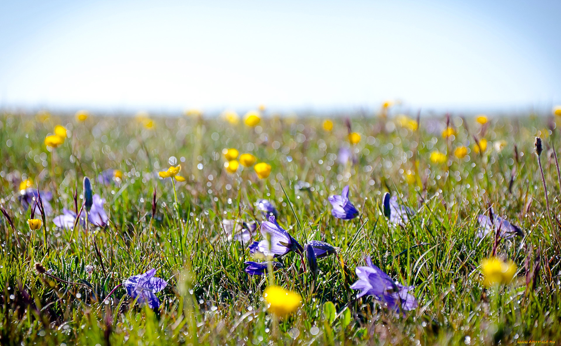 природа, луга, колокольчики, боке