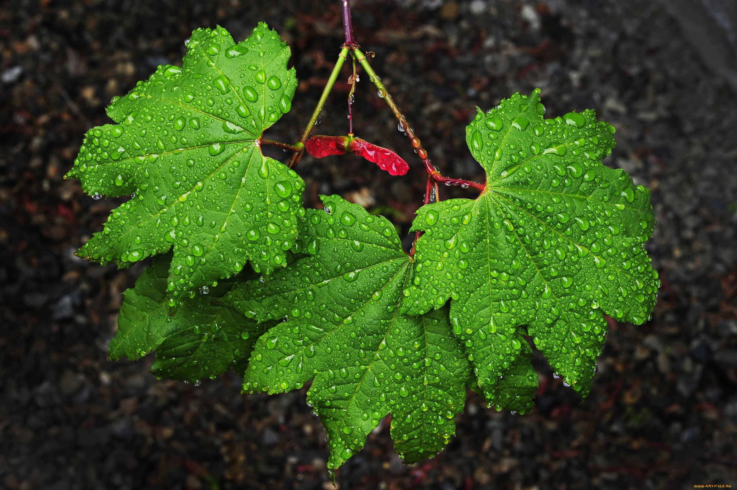 природа, листья, капли
