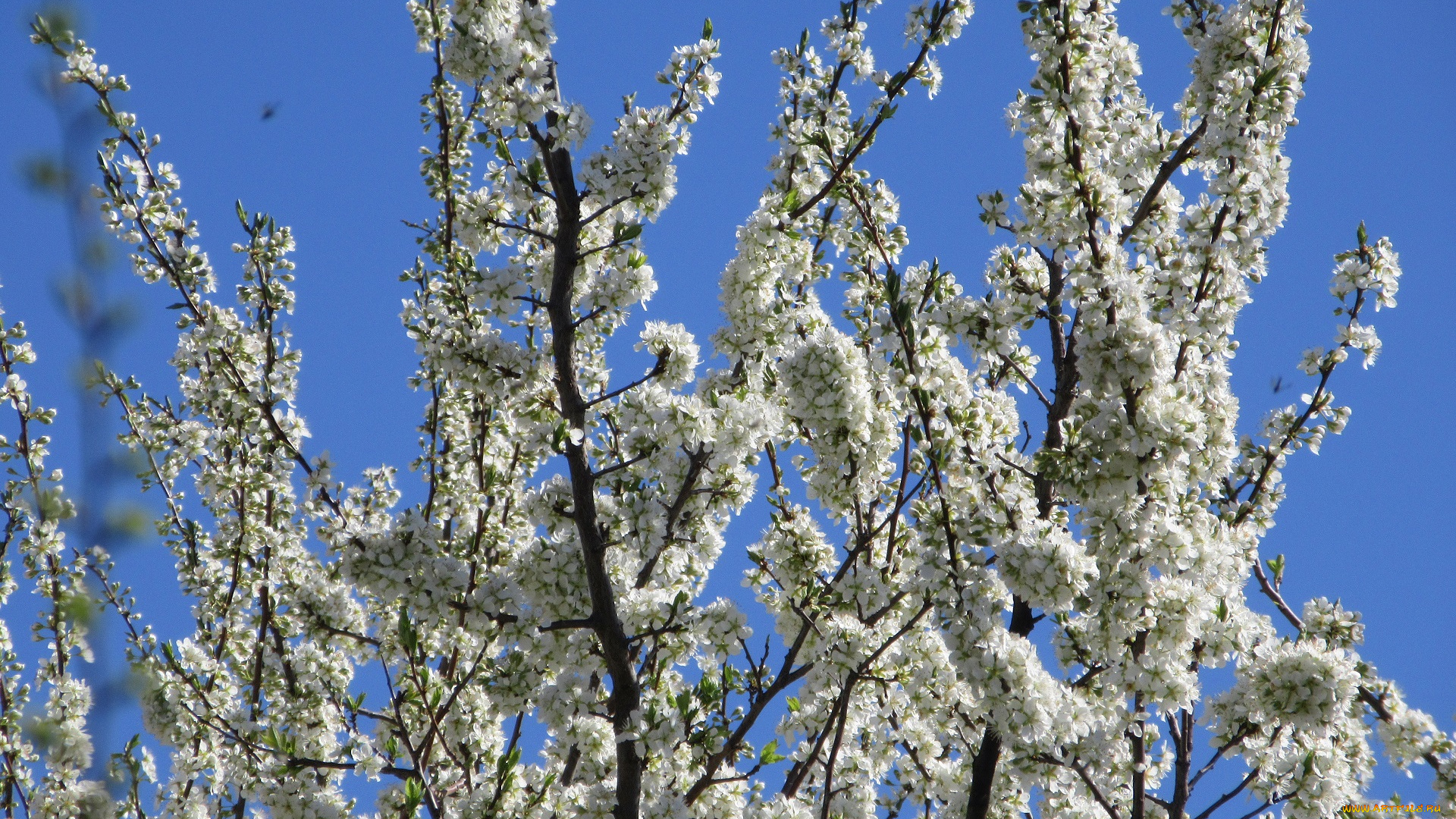 цветы, цветущие, деревья, , , кустарники, весна, 2018