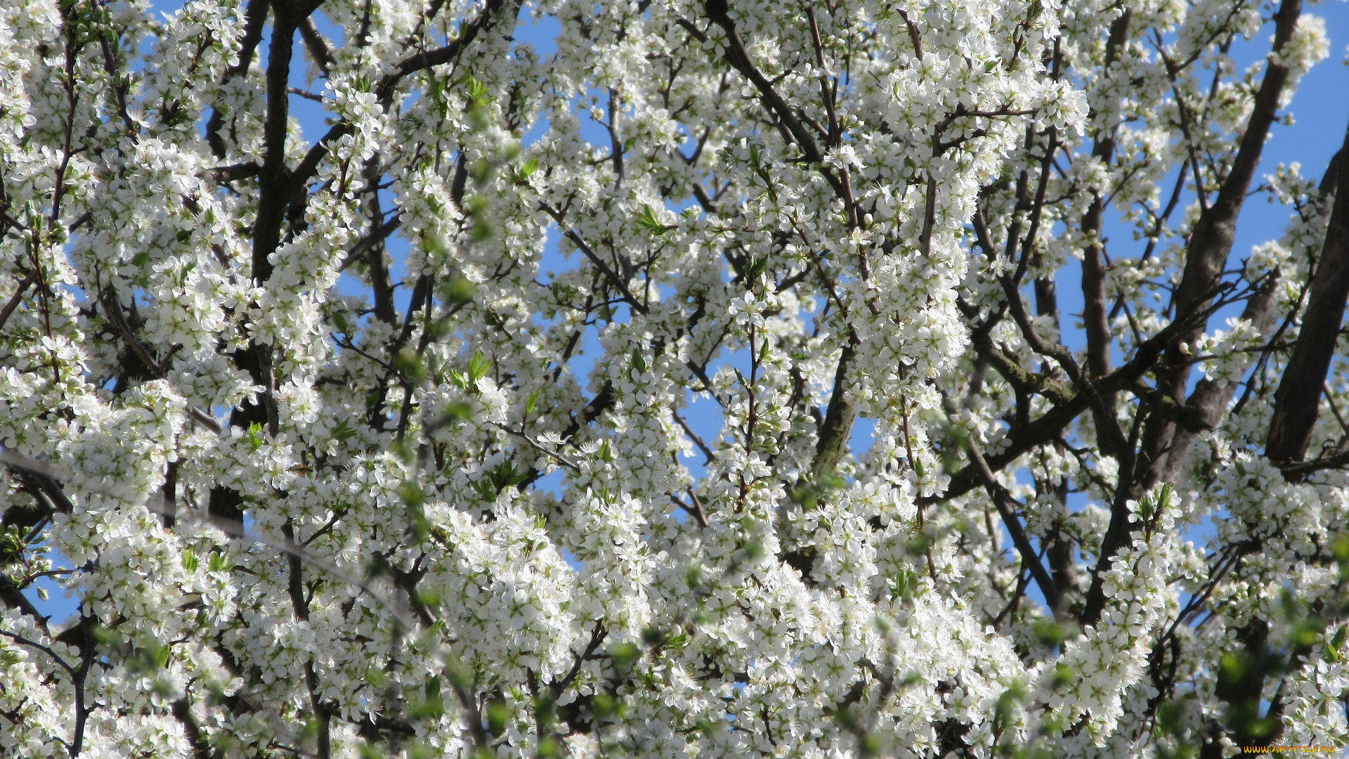 цветы, цветущие, деревья, , , кустарники, весна, 2018