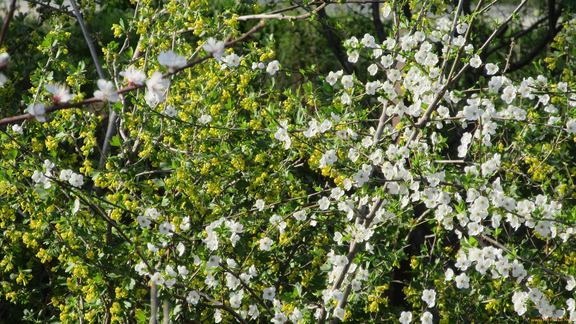 цветы, цветущие, деревья, , , кустарники, весна, 2018