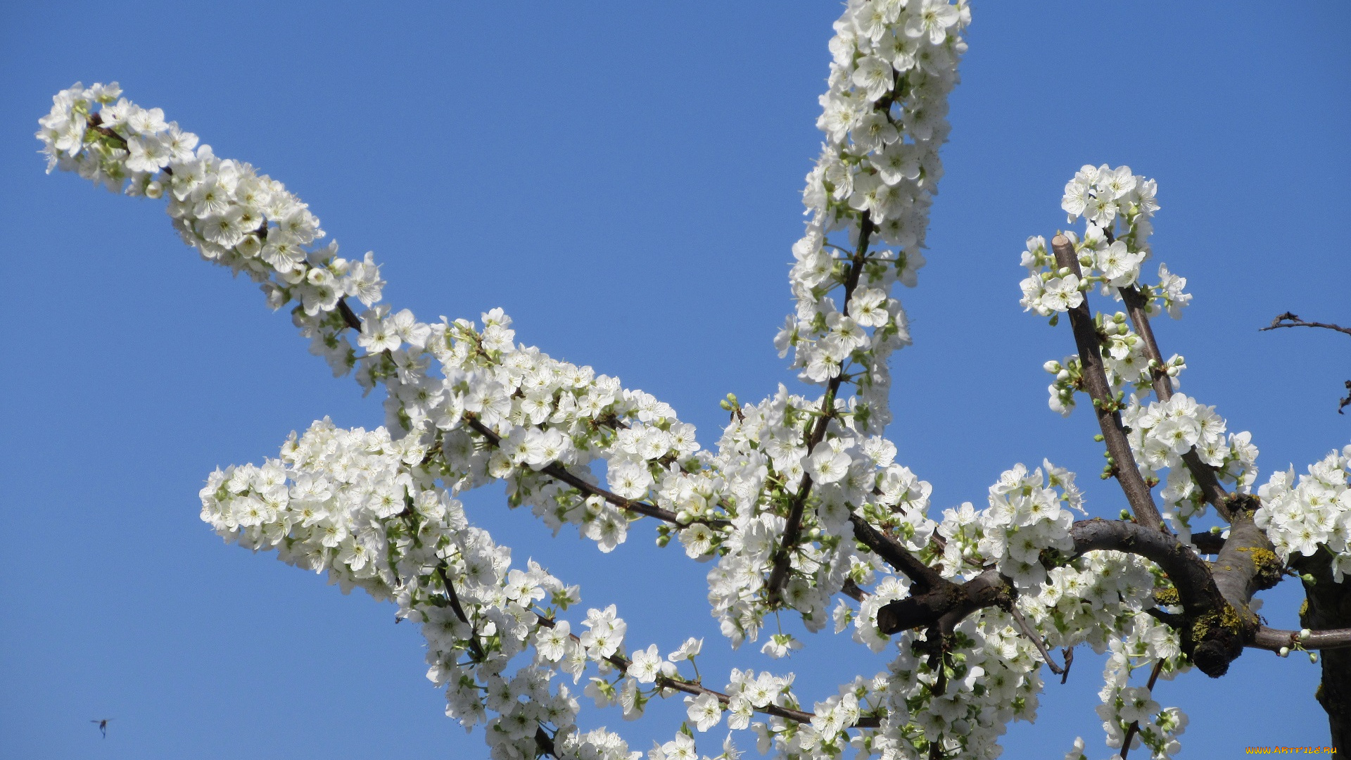 цветы, цветущие, деревья, , , кустарники, весна, 2018