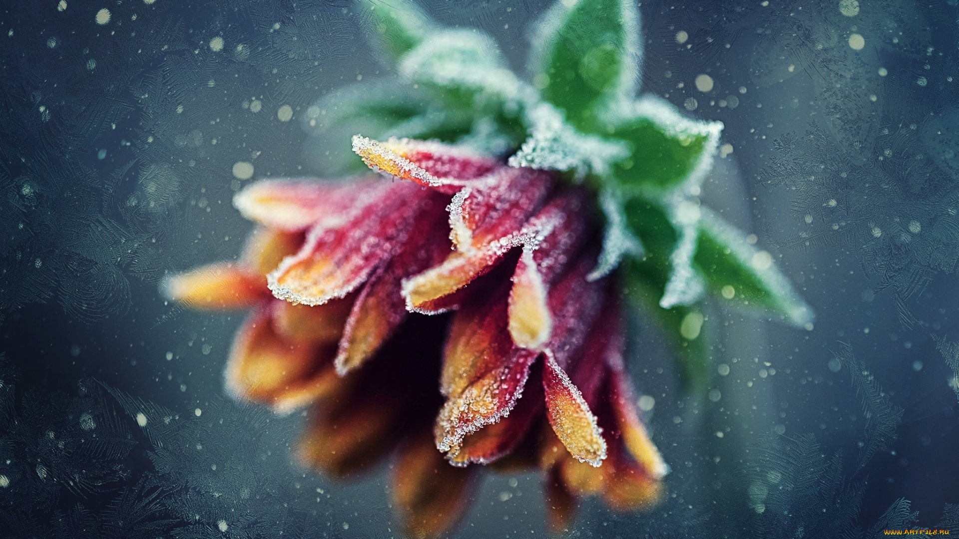 цветы, хризантемы, изморозь, гербера, цветок