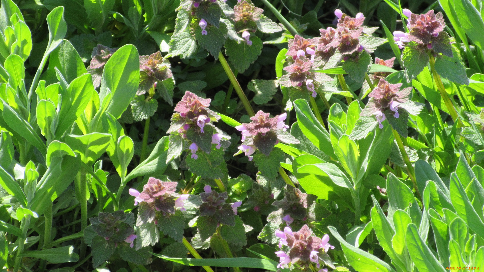 цветы, луговые, , полевые, , цветы, весна, 2018