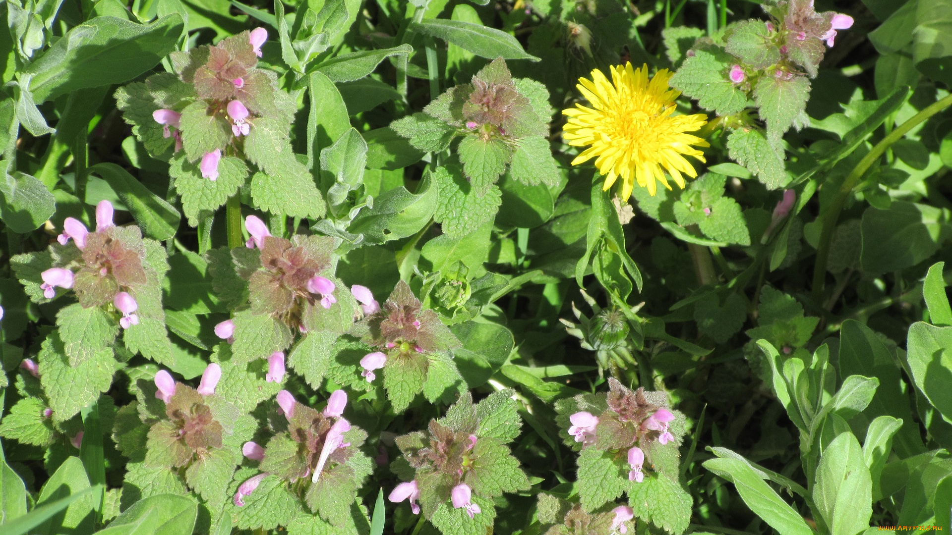 цветы, луговые, , полевые, , цветы, весна, 2018